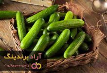 قیمت خیار خاردار گلخانه ای ورامین