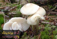 , قارچ صدفی پرورشی خشک