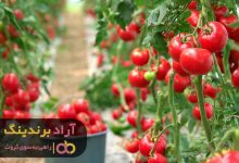 , پولدار شدن با تکنیک های کوتاه مدت و سریع