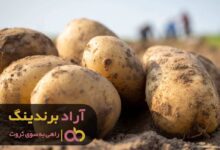 , 3 ایده برای ساخت یک سایت پولساز و استارتاپی