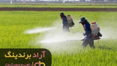 , راه یک شبه پولدار شدن را کود به من نشان داد
