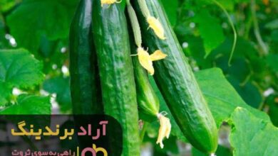 , انواع خیار گلخانه ای