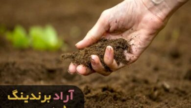 , سرمایه از دست رفته ام را با این روش برگرداندم
