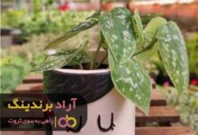 , ثروتی که بیمه من بود