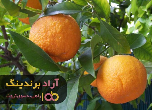 زمان مناسب کاشت پرتقال